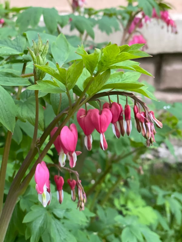 Spring day documented in Zheleznogorsk, Russia shows flowers, architecture