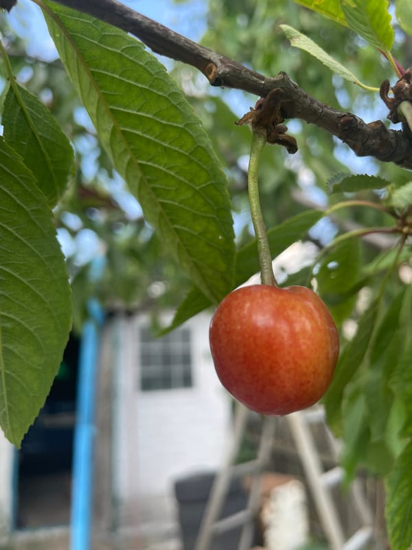 Quiet Sunday afternoon: fruit, flowers, and pets observed