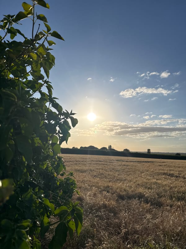 Golden wheat field under blue skies near Great Yarmouth