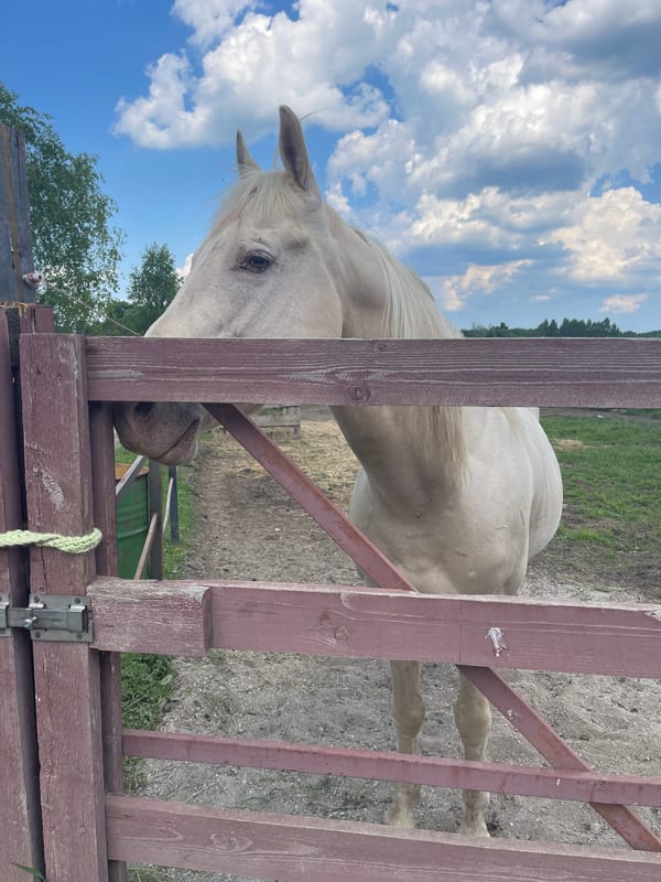 Horses observed at equestrian facility during morning hours
