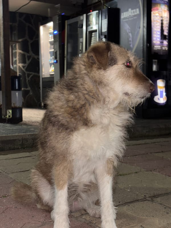 Evening dog sightings and car activities documented in Zlatograd