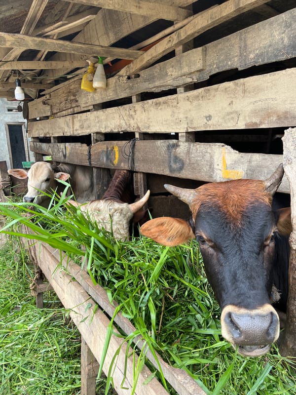 Backyard farming life in rural Benuaraja, Indonesia