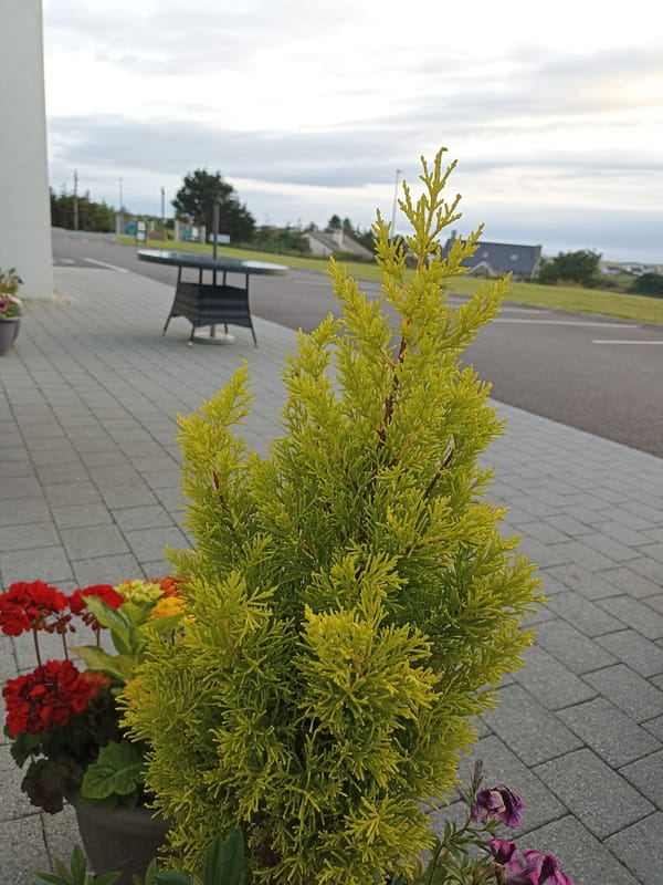 Gardens, geodesic domes, and cats in Donegal