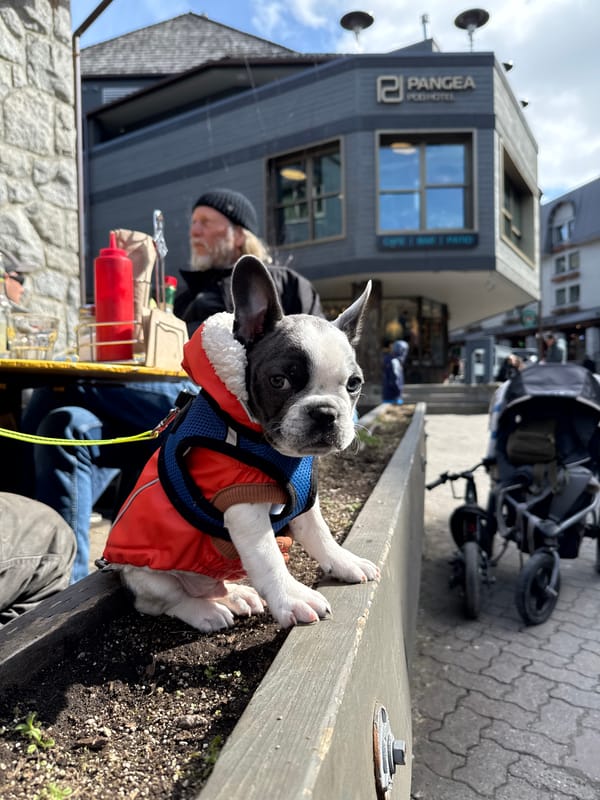 French bulldog puppy in jacket stands on planter edge