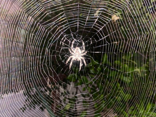 Abstract paintings and a spider web, indoors in Neoi Epivates