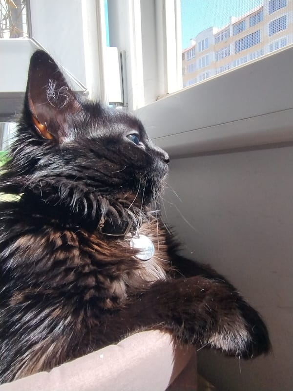 Black cat and orchids soak up a sunny morning indoors