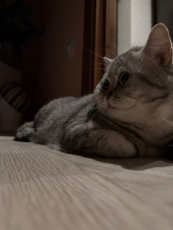 Domestic life captured in Chaikovsky home with cat and crafts
