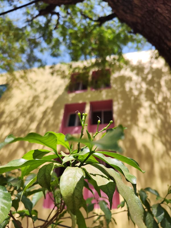 Morning nature observations documented in Puttaparthi, India