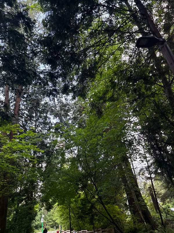 Forest canopy with light fixture observed in North Vancouver