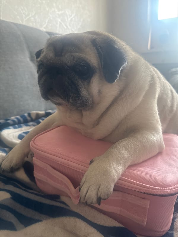 Pug relaxing on a pink case atop a striped blanket