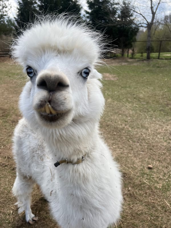 Blue-eyed white alpaca photographed close-up in Latvia