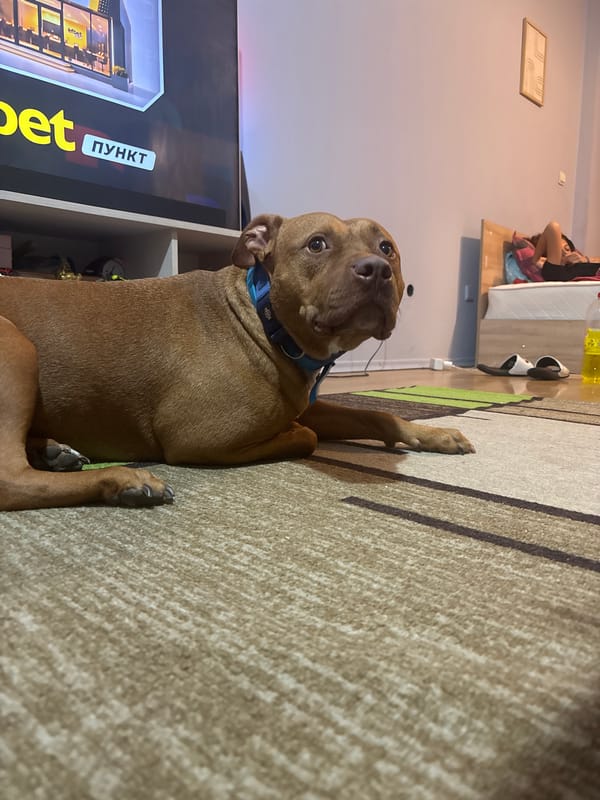 Dog watches soccer game in Sofia living room