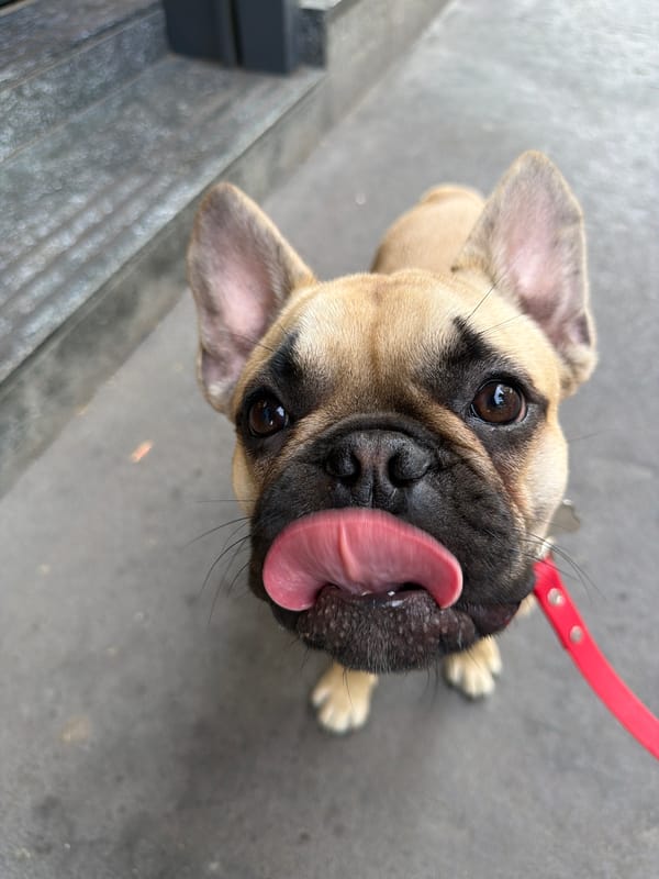 French Bulldog puppy spotted during afternoon outing in Milan