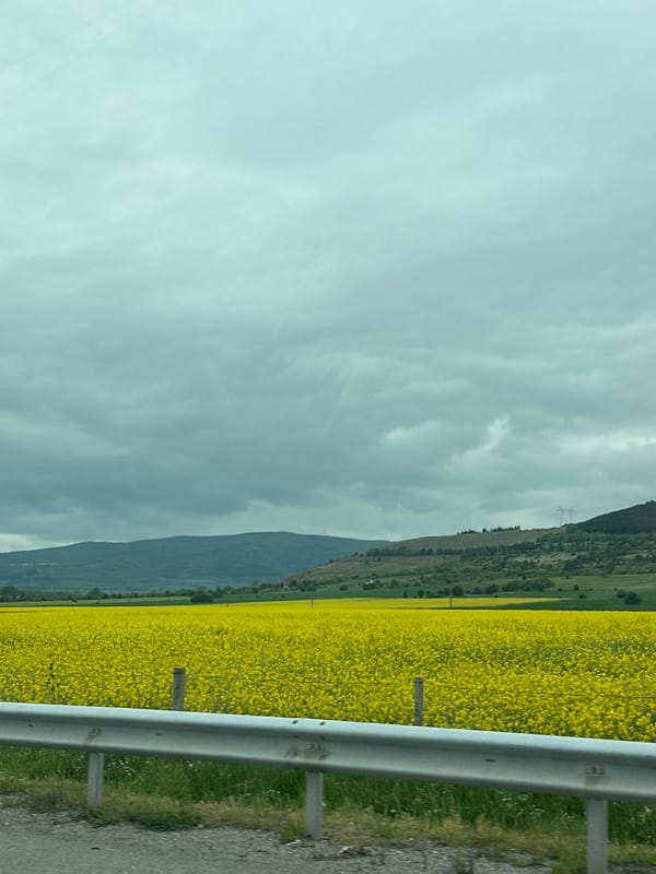 Rapeseed flowers bloom in Bulgarian countryside near Dolna Dikanya