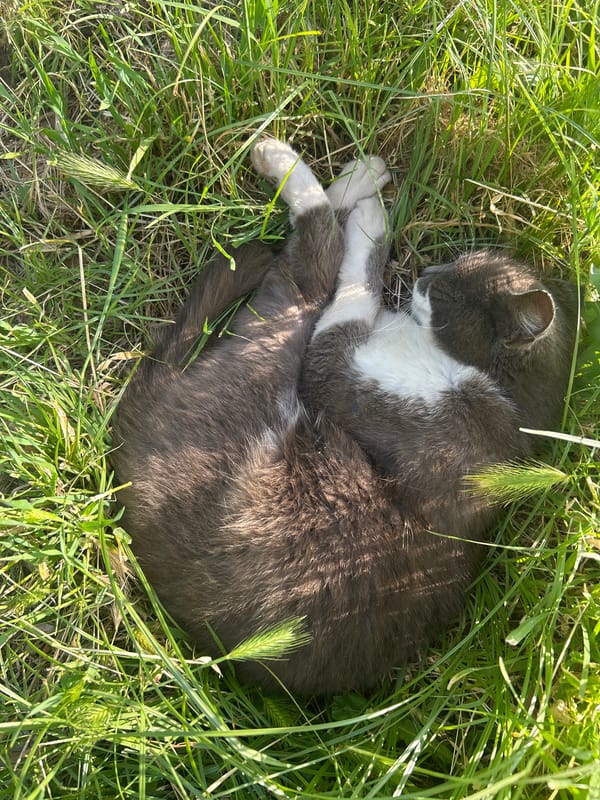 Afternoon stroll documented along Plovdiv rowing canal with sleeping cat