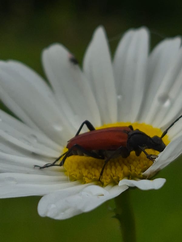 Longhorn beetle on rain-speckled daisies in rural Estonia