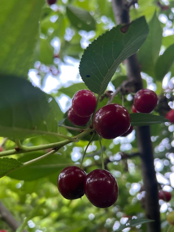 Cherry harvest season in a Moldovan garden at dusk