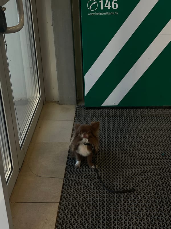 Chihuahua chills on a doormat outside a Minsk building