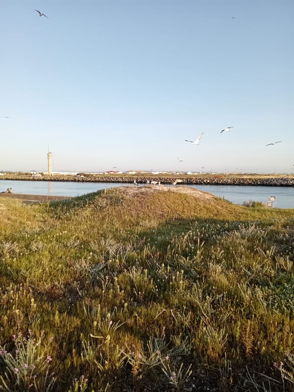 Sunset scenes with calico cat documented at coastal location