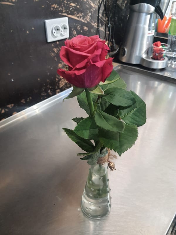 Flowers, sunsets, and still-life moments from a quiet afternoon