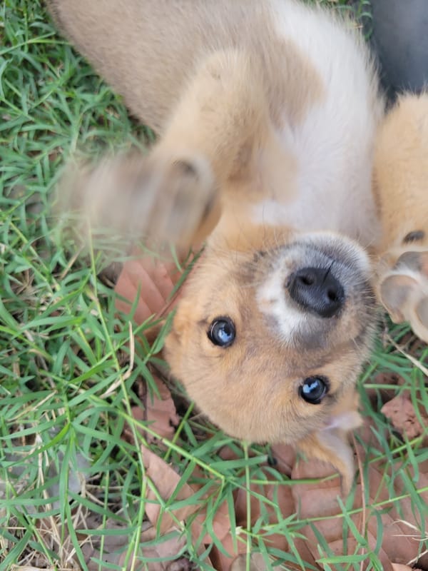 Puppy spotted playing on grass in Markurdi, Nigeria