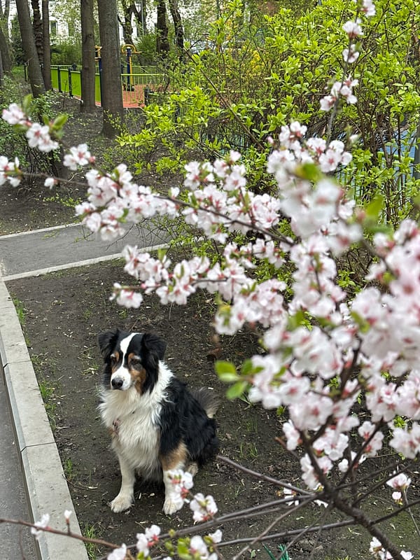 Tricolor dog spotted among spring blooms in Moscow