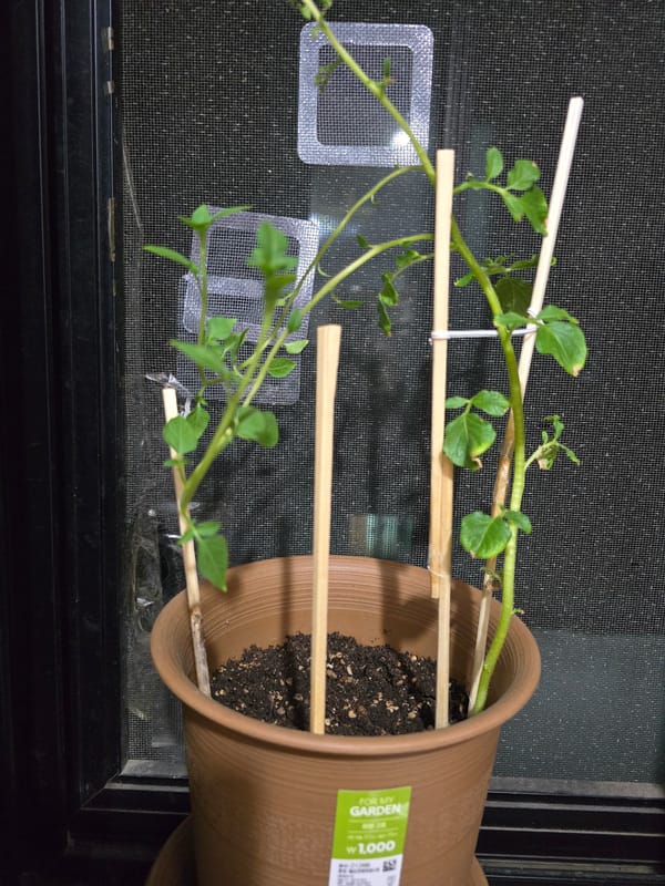 Indoor plant and fermentation jar observed in Ansan home