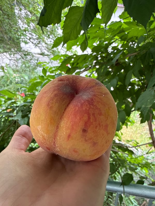 Dilijan garden harvest meets Vatican art in one morning's photos