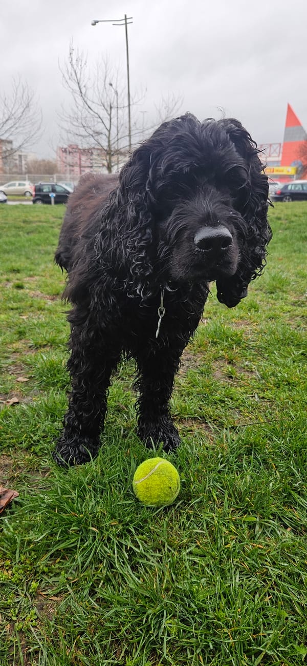 Black dog spotted on grass near tennis ball in Sofia