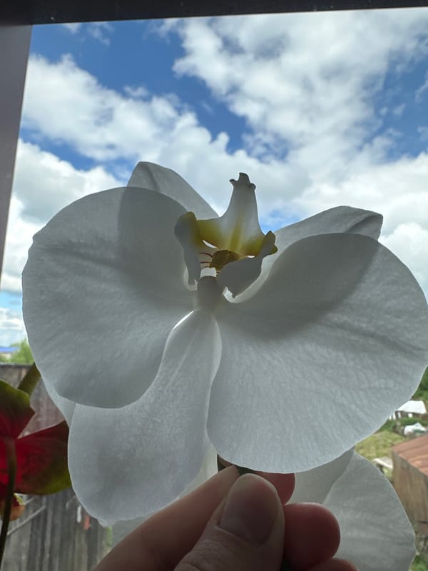 Morning snapshots feature playful cat, orchid bloom, cloudy skies