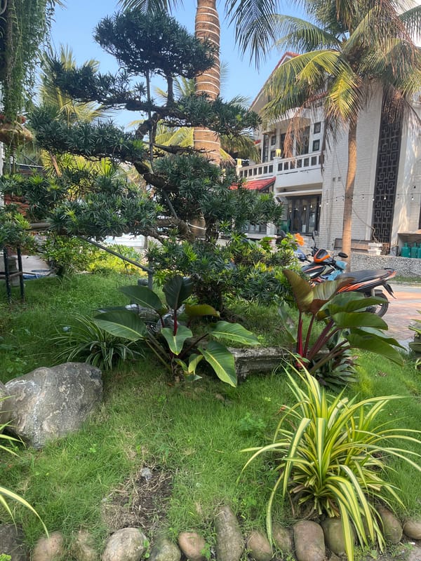 Residential garden scene documented in Đà Nẵng, Vietnam