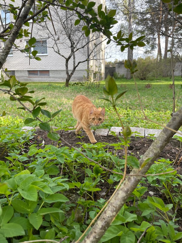 Spring afternoon documented through garden scenes in Tallinn