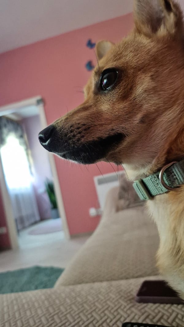 Small tan dog at home, Švenčionys — various angles