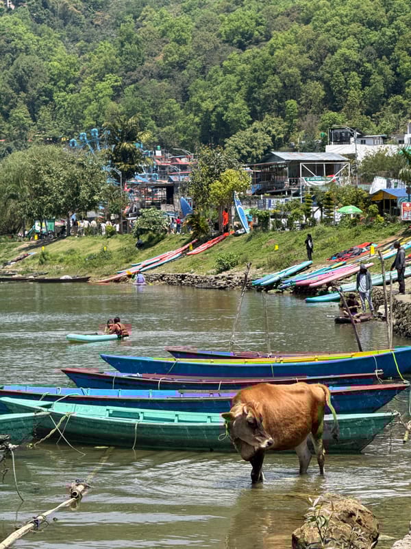Cow wades among paddleboarders at Pokhara lake