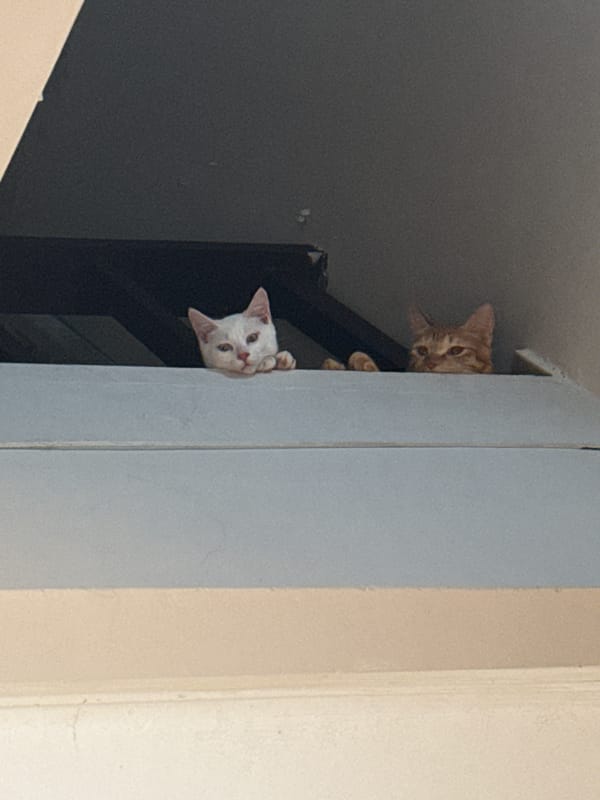 Two cats peer from doorway in Denpasar