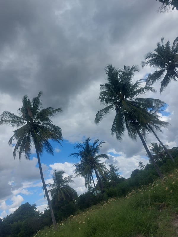 Palm trees photographed under cloudy skies in Dar es Salaam