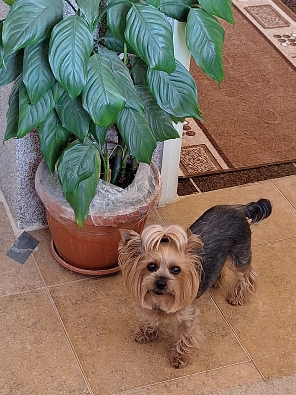Morning meal prep with Yorkshire Terrier companion in Montana, Bulgaria