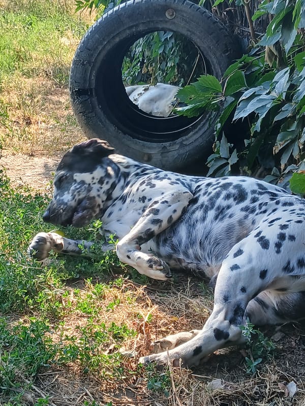 Dalmatian chills by ivy wall with tire and tennis ball
