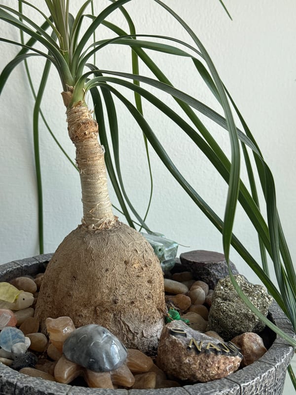 Caudex plant documented in potted container in Tlaxcalancingo, Mexico