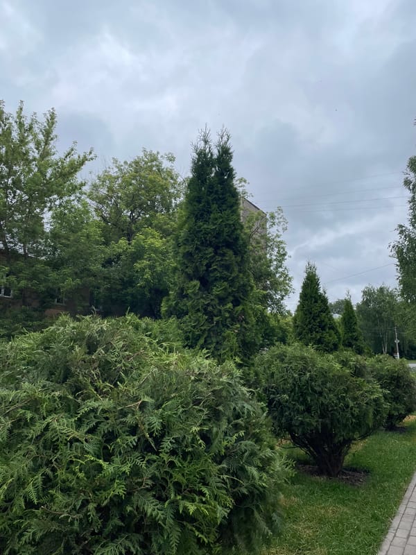 Urban green space documented in Izhevsk, Russia