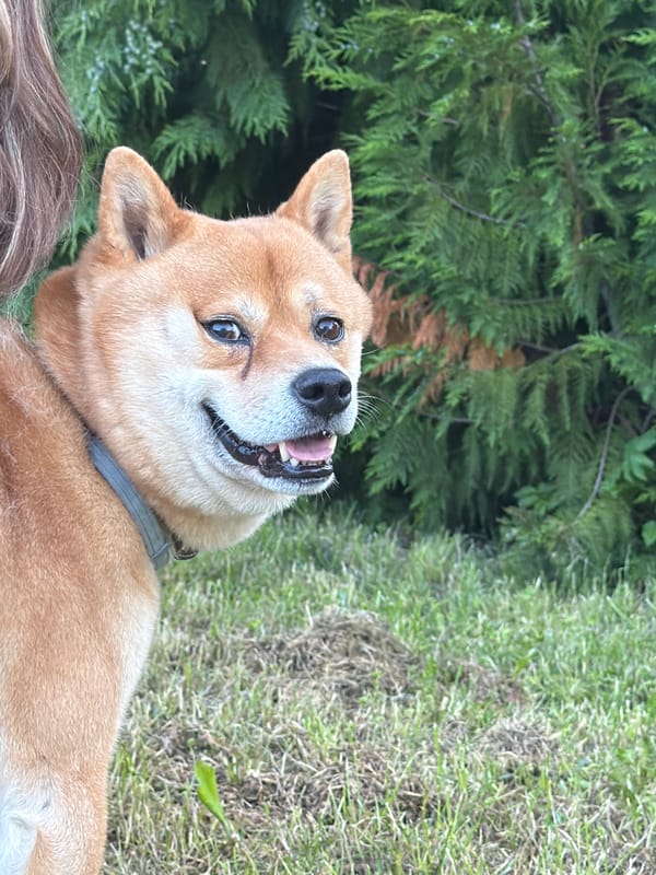 Shiba Inu plays with plastic bottle in Bulgarian yard