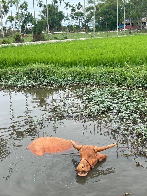 Albino water buffalo cooling off in a Hoi An waterway