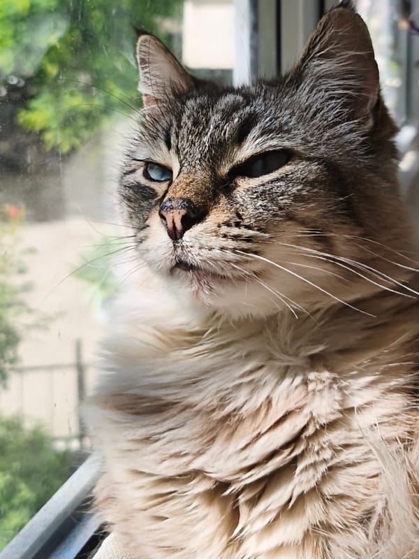 Morning domestic life documented in Sevastopol home with cats