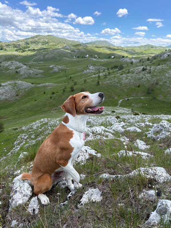 Rural life documented in Javorje, Montenegro countryside