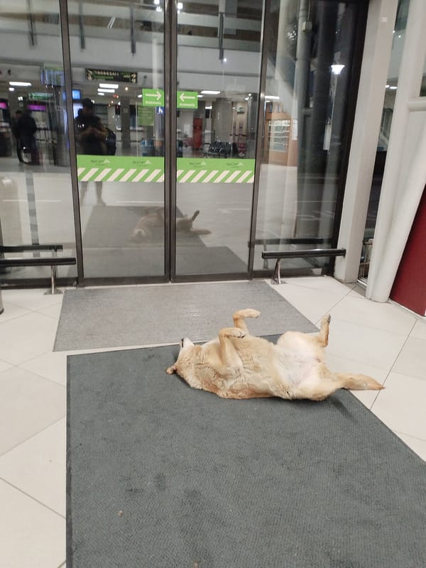 Dog relaxes on back at Sofia Airport terminal