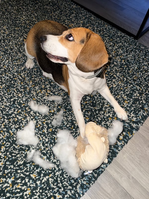 Beagle demolishes a stuffed toy and takes a well-earned rest