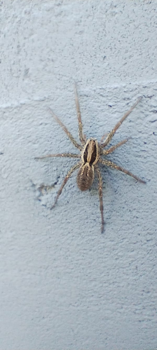 Striped spider resting on a rough wall in Radisne
