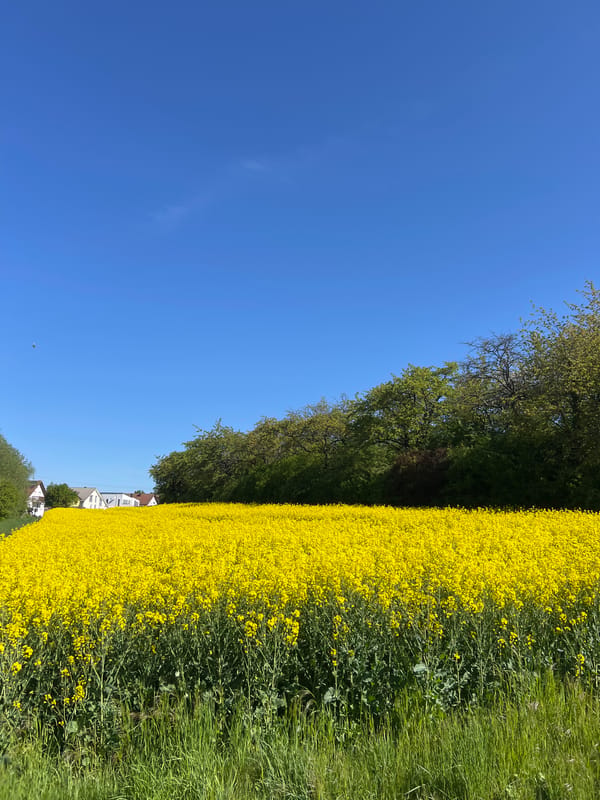 Rural road winds through green countryside under clear skies
