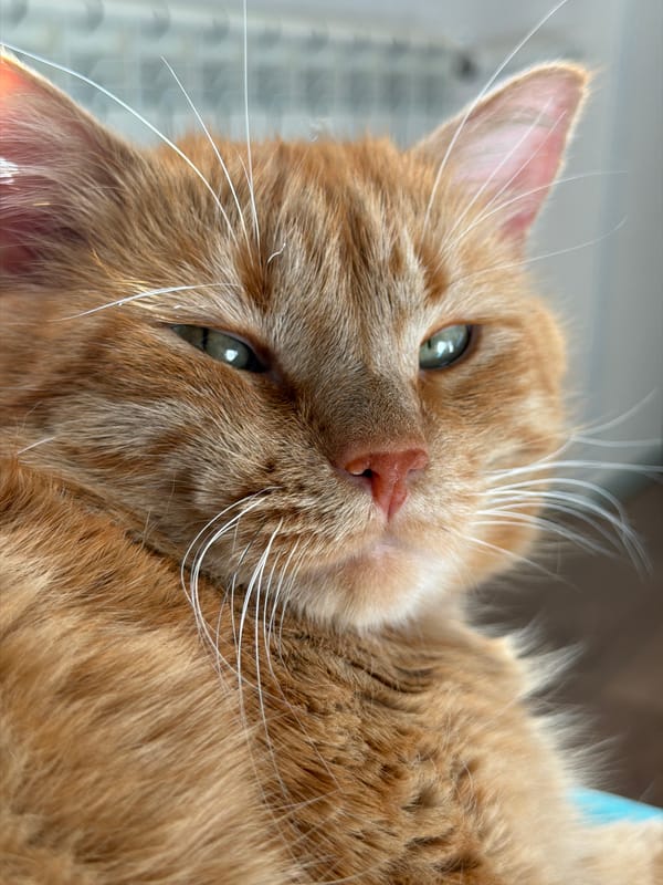 Ginger tabby cat relaxing at home in Kolpino