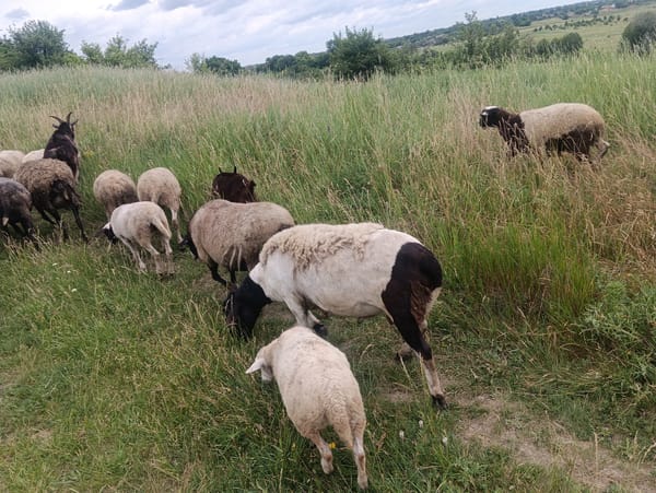 Sheep and goats roaming a green, cloudy rural landscape